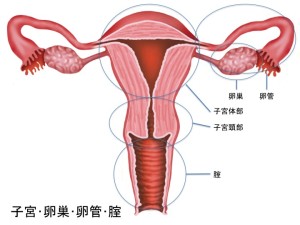 子宮･卵巣･卵管･腟